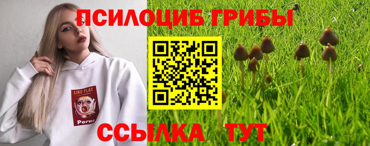 Ачхой-Мартан  Псилоцибиновые грибы ЛСД  Вход с VPN 